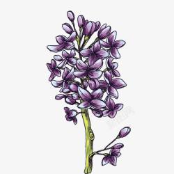 紫色丁香花素材