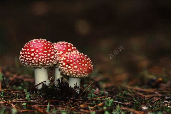 红色斑点毒蘑菇背景