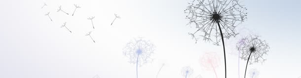 蒲公英淡蓝色banner背景