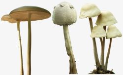 草蘑菇素材