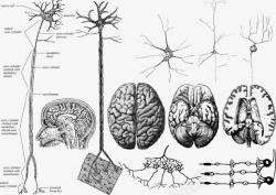 大脑神经系统手绘大脑神经系统高清图片