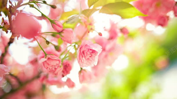 粉色花朵绿叶壁纸jpg设计背景_88icon https://88icon.com 壁纸 粉色 绿叶 花朵