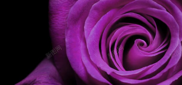 浪漫紫色玫瑰背景