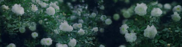 绿色唯美白色花朵背景jpg设计背景_88icon https://88icon.com 白色 绿色 背景 花朵
