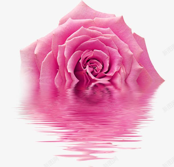 粉色玫瑰花壁纸png免抠素材_88icon https://88icon.com 壁纸 玫瑰花 粉色