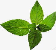 绿色植物树叶小清新叶子png免抠素材_88icon https://88icon.com 叶子 树叶 清新 绿色植物