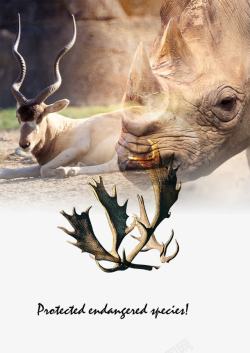 鹿角保护动物犀牛素材