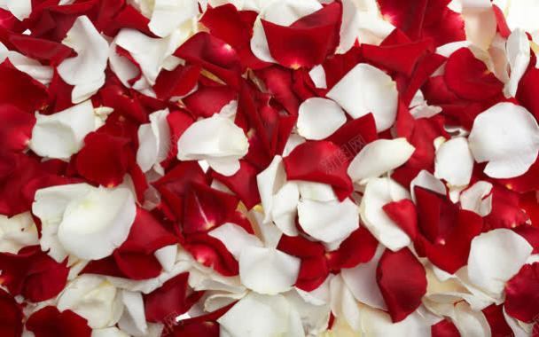 白色红色的花瓣浪漫背景
