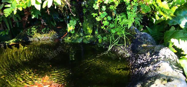 植物湖水背景背景