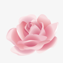 粉色的玫瑰花装饰素材