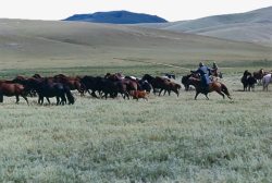 蒙古牧民草原放牧群高清图片