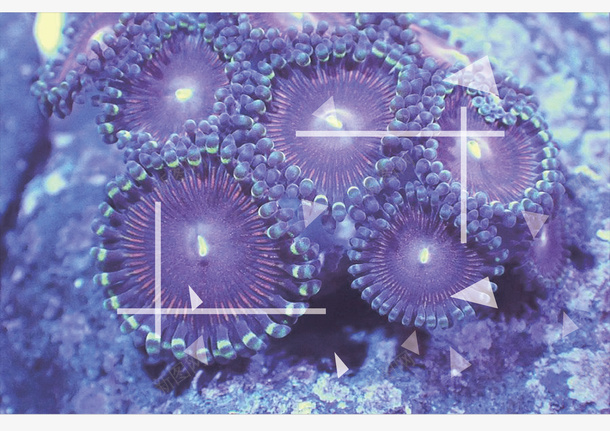 珊瑚珊瑚珊瑚珊瑚png免抠素材_88icon https://88icon.com 横图 珊瑚 紫 紫色 背景
