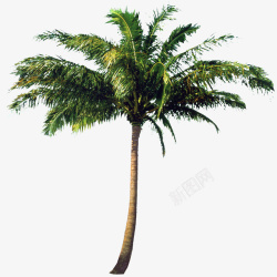 椰子免扣素材2椰子树2高清图片