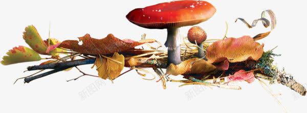 树叶堆里的蘑菇png免抠素材_88icon https://88icon.com 红色蘑菇 菌菇 蘑菇 蘑菇免抠图片