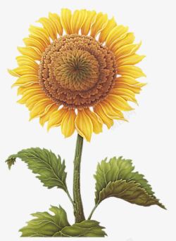 黄色手绘向日葵花朵素材