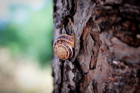 树干上的蜗牛自然环境背景