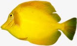 创意合成黄色的小鱼小丑鱼素材