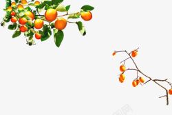 橘子树果实植物手绘素材