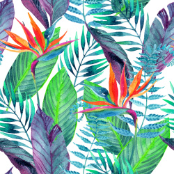红色鹤望兰热带雨林植物纹理高清图片