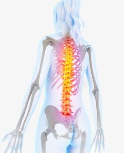 腰椎人体骨骼医疗高清图片