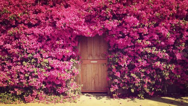 粉色花朵围满木门背景
