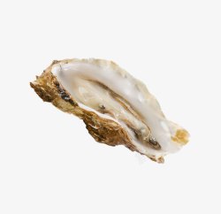 带壳牡蛎海蛎素材