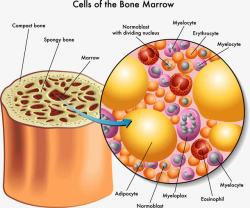 人体骨骼细胞分析示意图素材