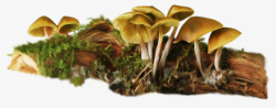 手绘地上长满的黄色蘑菇素材