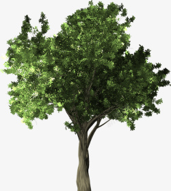 一棵绿色的大树素材