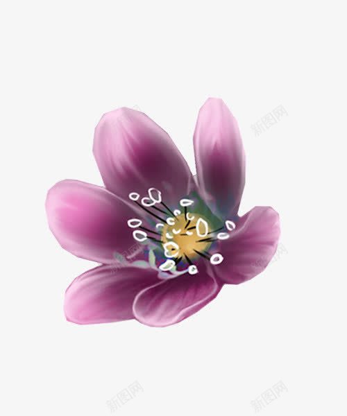 紫色玉兰花png免抠素材_88icon https://88icon.com 玉兰 紫色 花朵 花瓣 鲜花