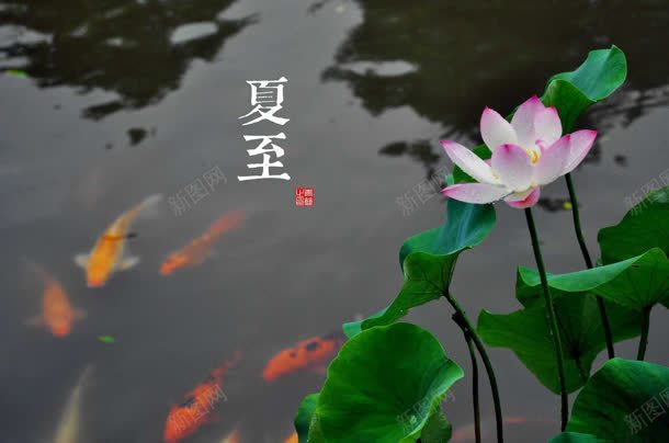 夏至节气宽屏背景jpg设计背景_88icon https://88icon.com 夏至 背景 节气