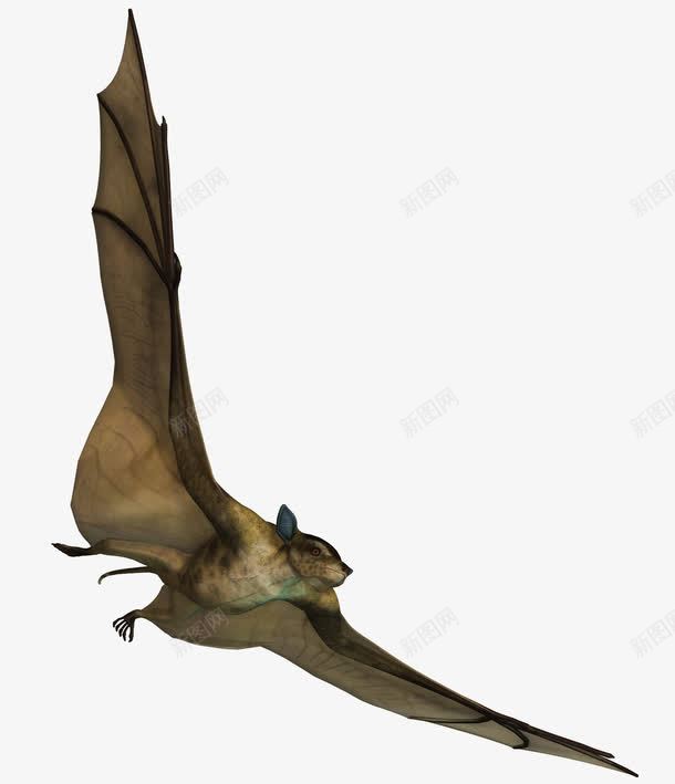 滑翔中的蝙蝠png免抠素材_88icon https://88icon.com 丛林 动物 吸血蝙蝠 洞穴 野生动物