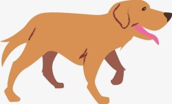 可爱的导盲犬黄色导盲犬高清图片