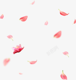 飘花视频粉色飘落的花瓣高清图片