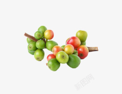 绿红色没成熟的咖啡果实物素材