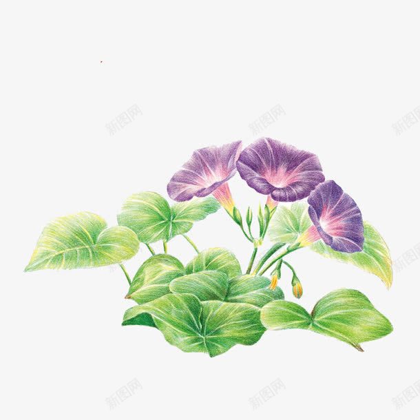 牵牛花png免抠素材_88icon https://88icon.com 千牛 叶子 紫色 绿色