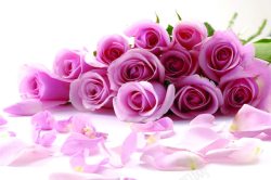 飘落花瓣的粉色玫瑰素材