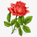 玫瑰玫瑰花Gifticons图标图标
