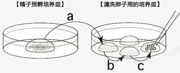 胚胎培养皿png免抠素材_88icon https://88icon.com 器具 培养皿 干细胞培养 科学研究 精子 细胞培养皿 胚胎