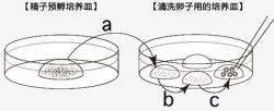 干细胞培养胚胎培养皿高清图片