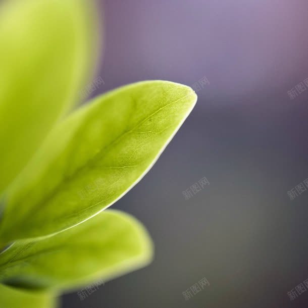 朦胧绿色细长叶片jpg设计背景_88icon https://88icon.com 叶片 朦胧 细长 绿色