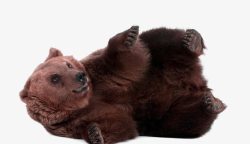 野生动物棕熊憨态可掬的黑熊高清图片