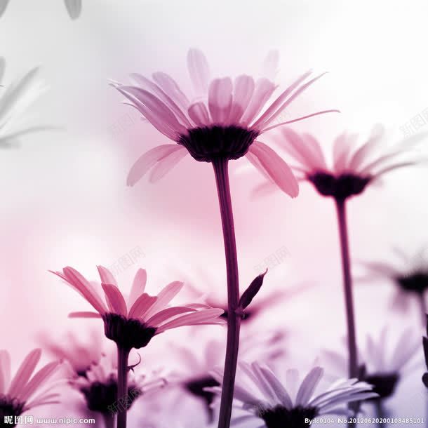 粉紫色梦幻花朵花瓣jpg设计背景_88icon https://88icon.com 梦幻 紫色 花朵 花瓣