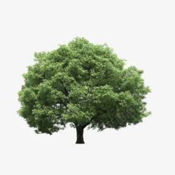 景观前景树素材