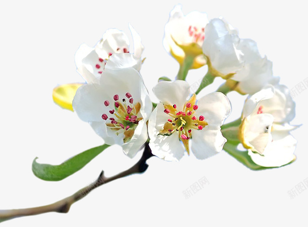 一枝白色的花朵psd免抠素材_88icon https://88icon.com 一枝 植物 白花 花儿 花朵