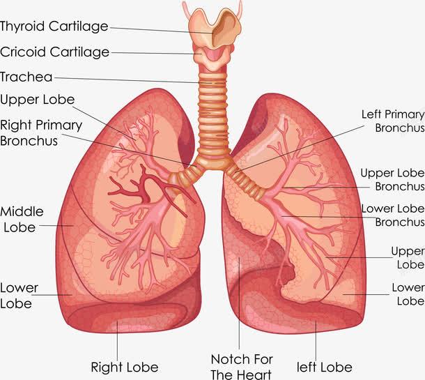 肺部解剖图png免抠素材_88icon https://88icon.com EPS 人体解剖 医学 医疗 卫生 呼吸道 图示 图解 注解 肺部 脏器 解剖图