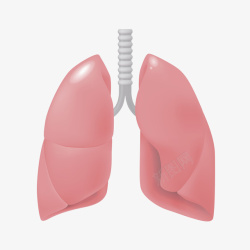 人体肺器官卡通插画素材