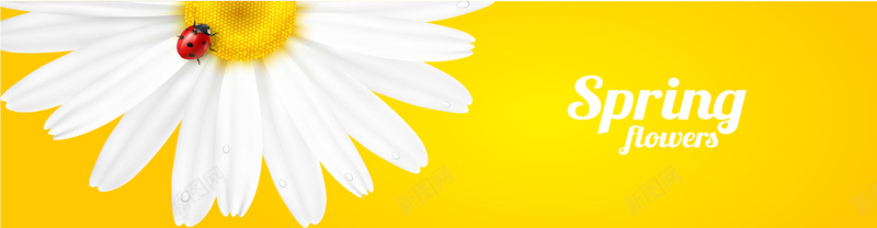 清新黄底白色菊花背景矢量图背景