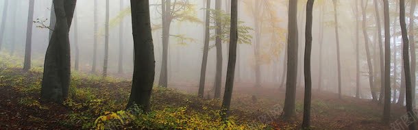 秋色中的迷雾树林背景背景