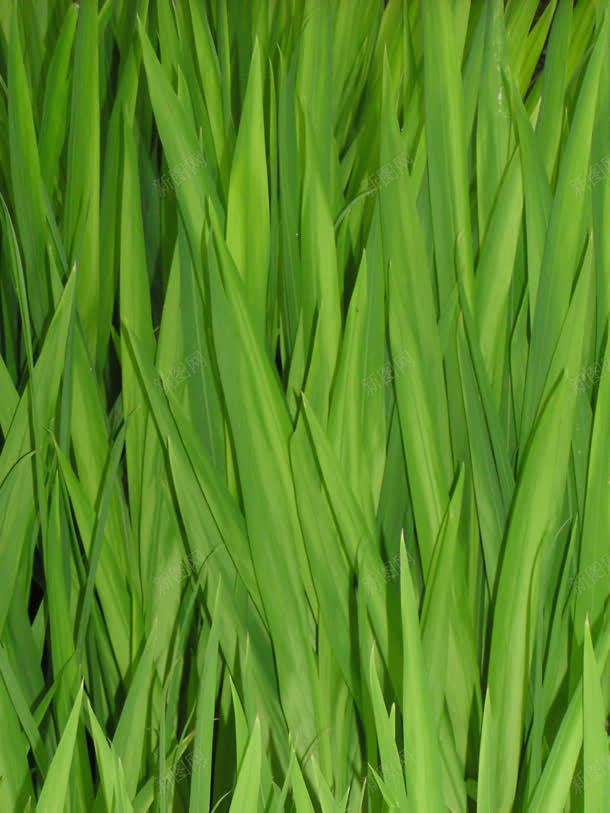 绿色大叶子植物壁纸jpg设计背景_88icon https://88icon.com 叶子 壁纸 植物 绿色